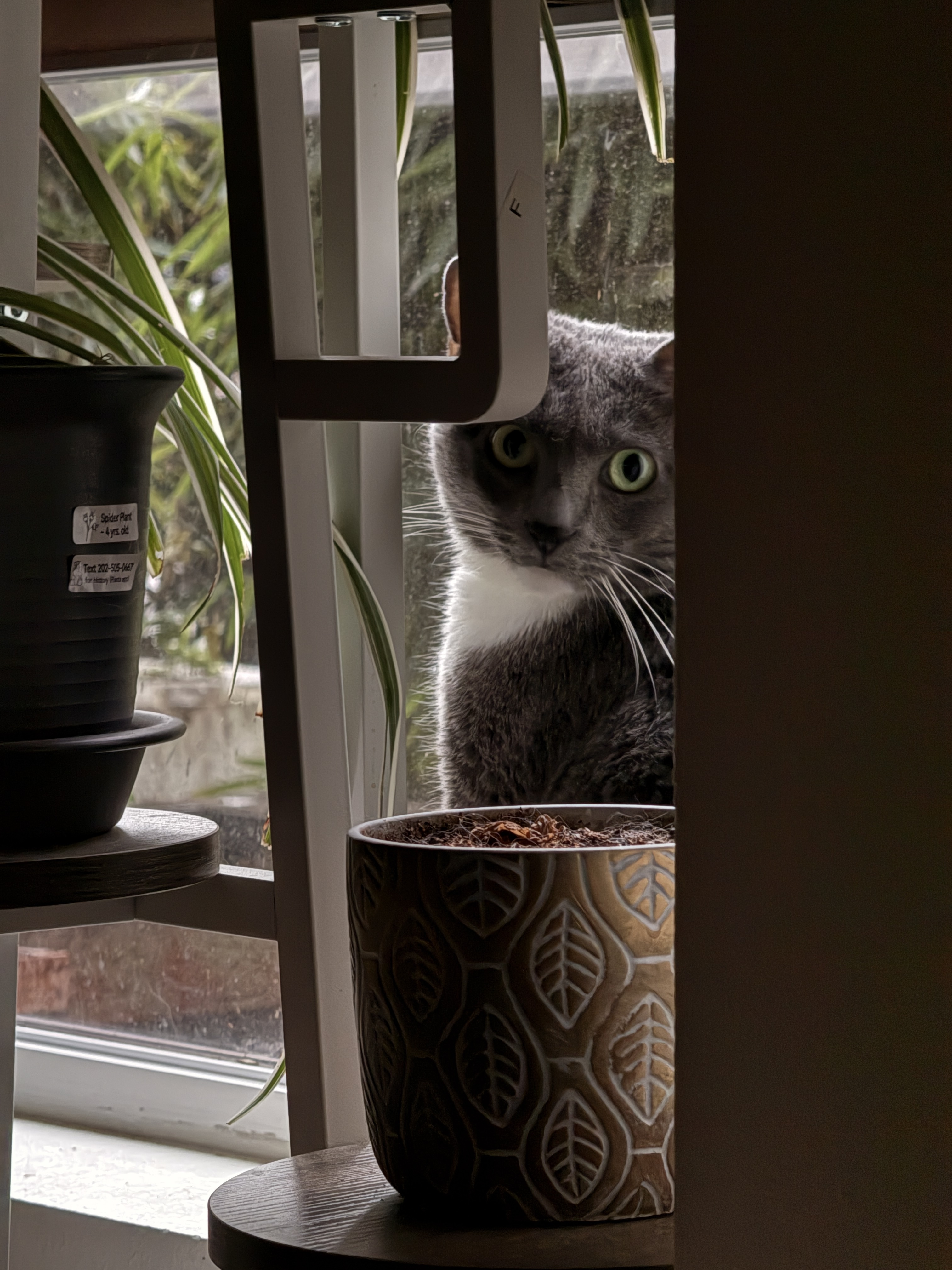 A grey cat looking through the window beside potted plants